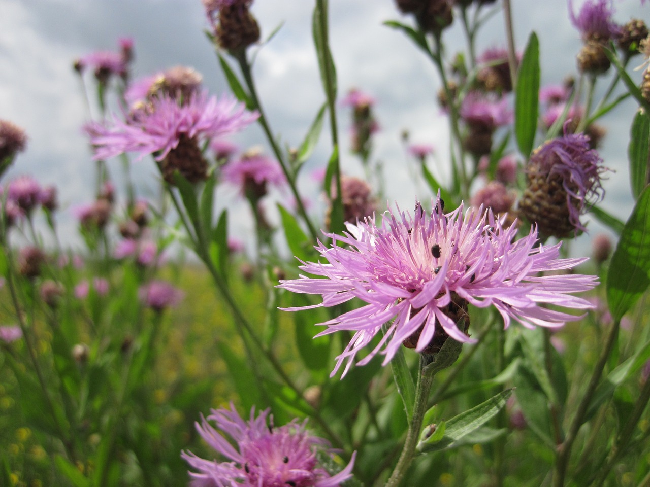 flower blossom bloom free photo