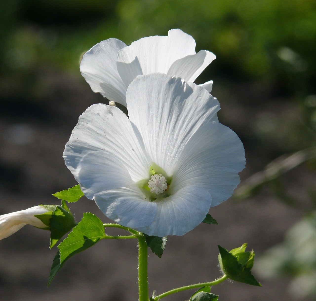 flower white white flower free photo