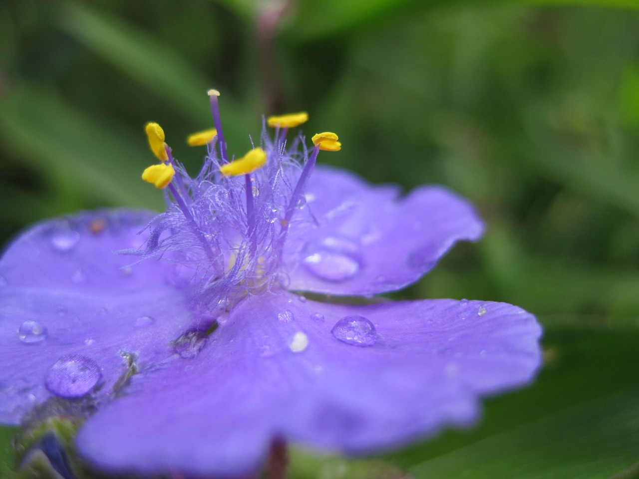 blossom bloom drop of water free photo