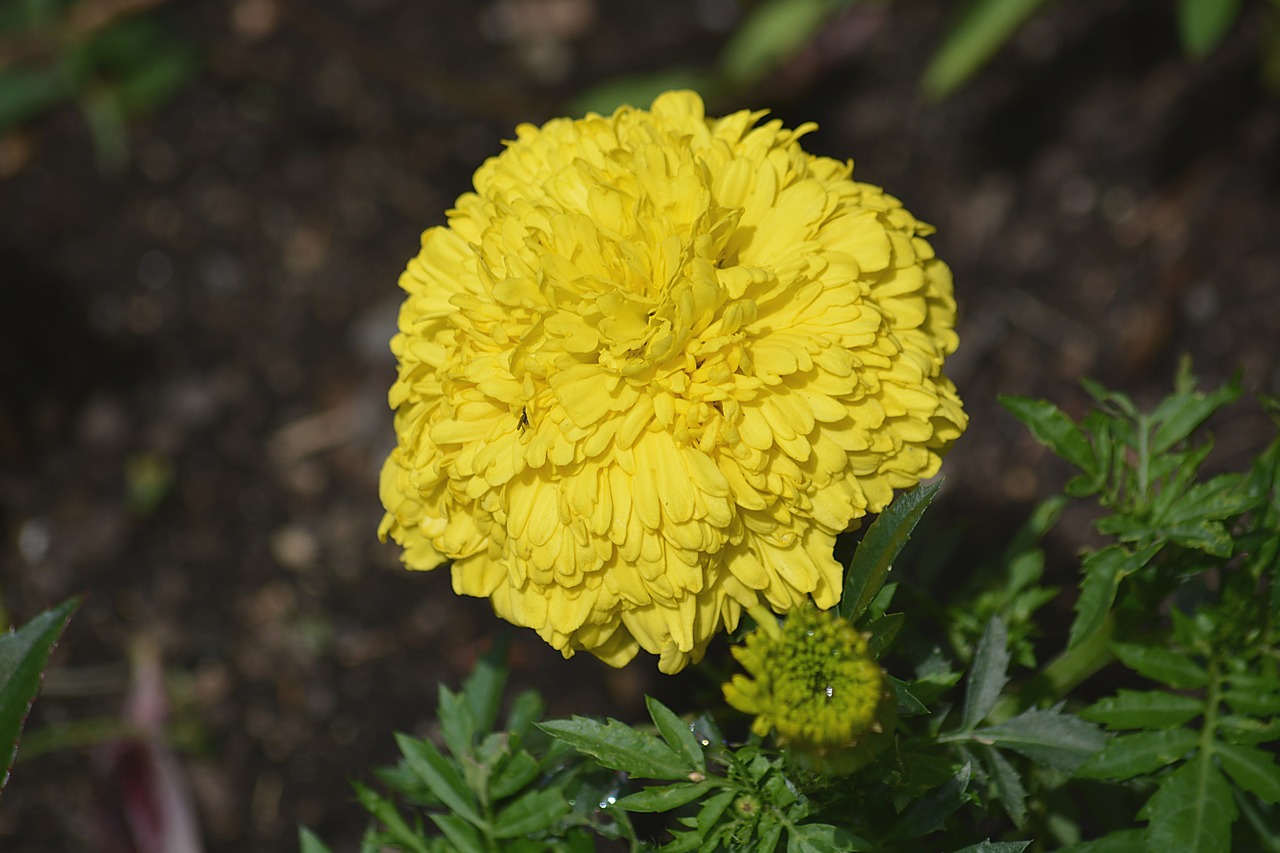 flower the carnation of india plant free photo