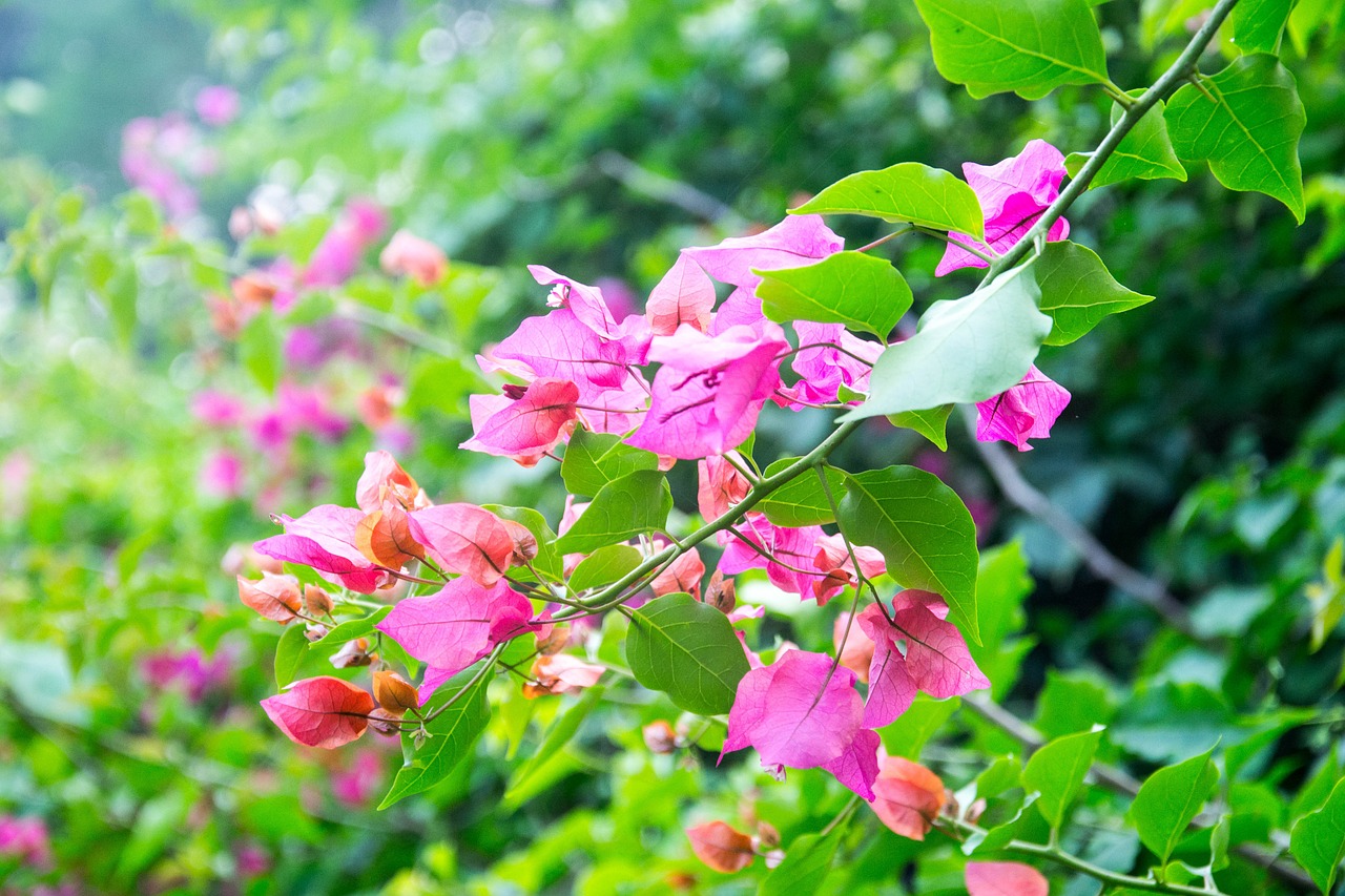 flower leaf bougainvillea glabra free photo