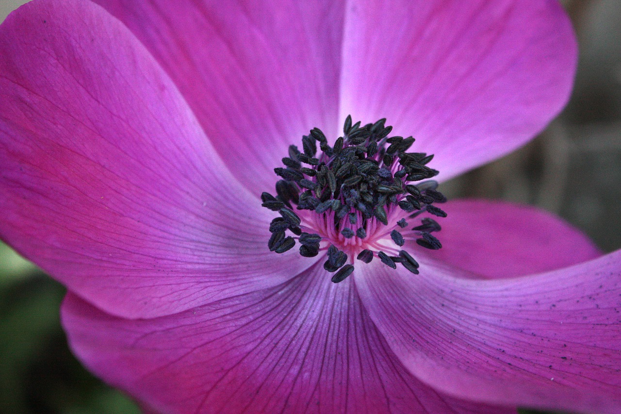 flower violet nature free photo