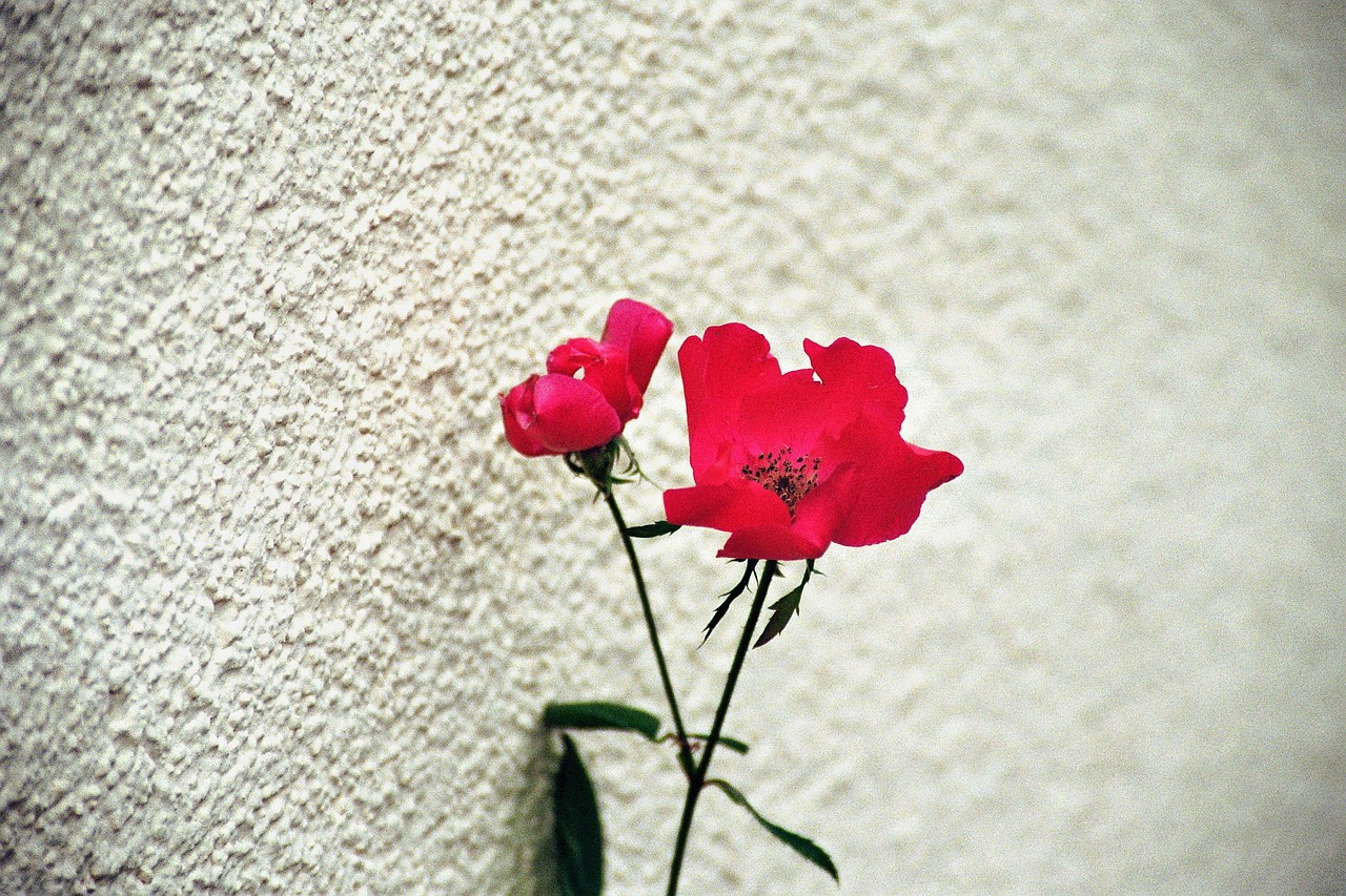 flower red flowers free photo