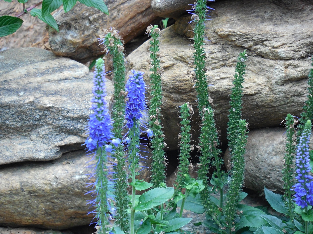 flower rock stone free photo