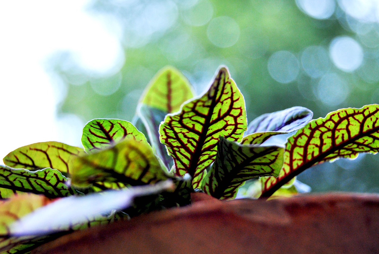 flower plant blossom free photo