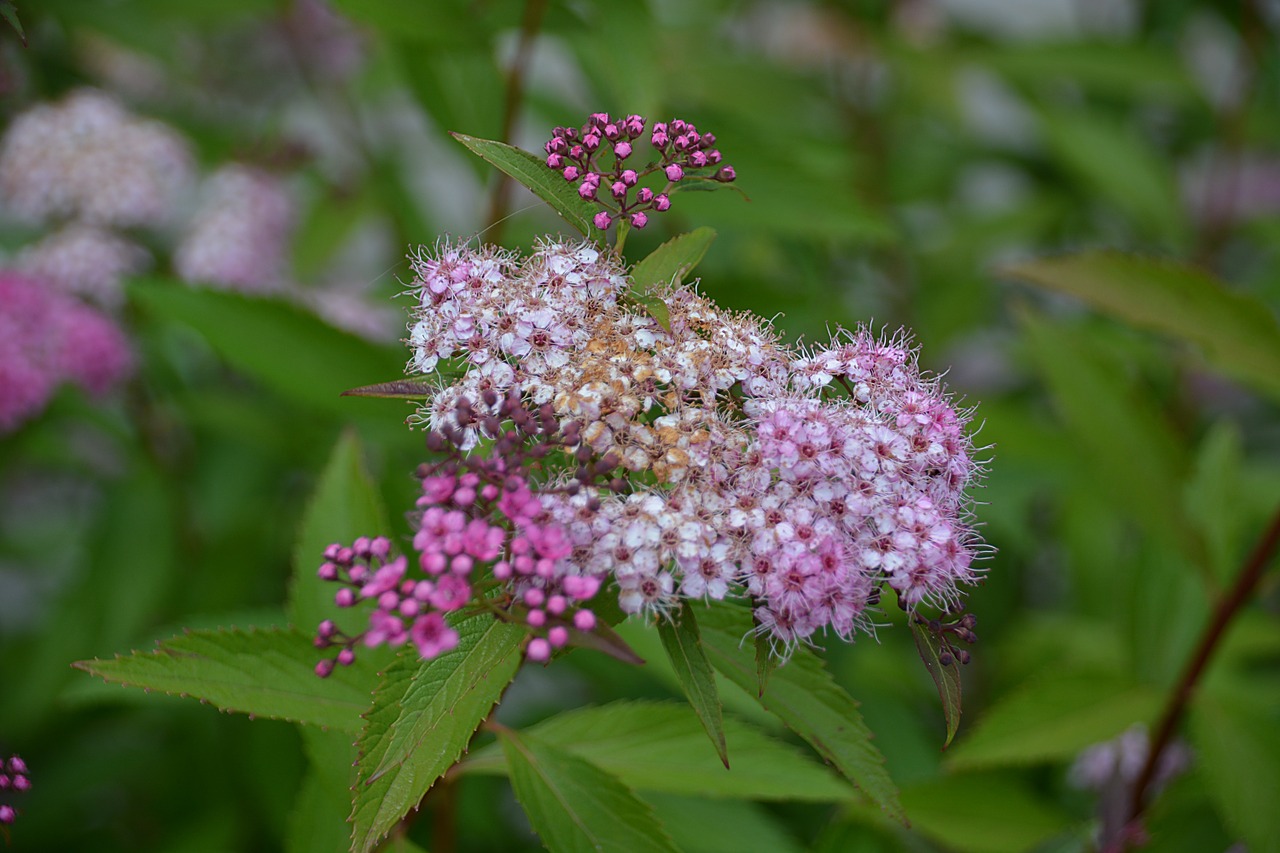 flower nature summer flowers free photo