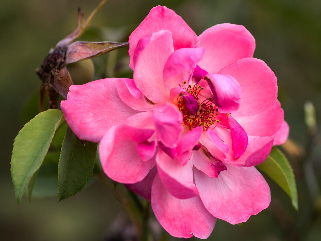 flower macro rose free photo