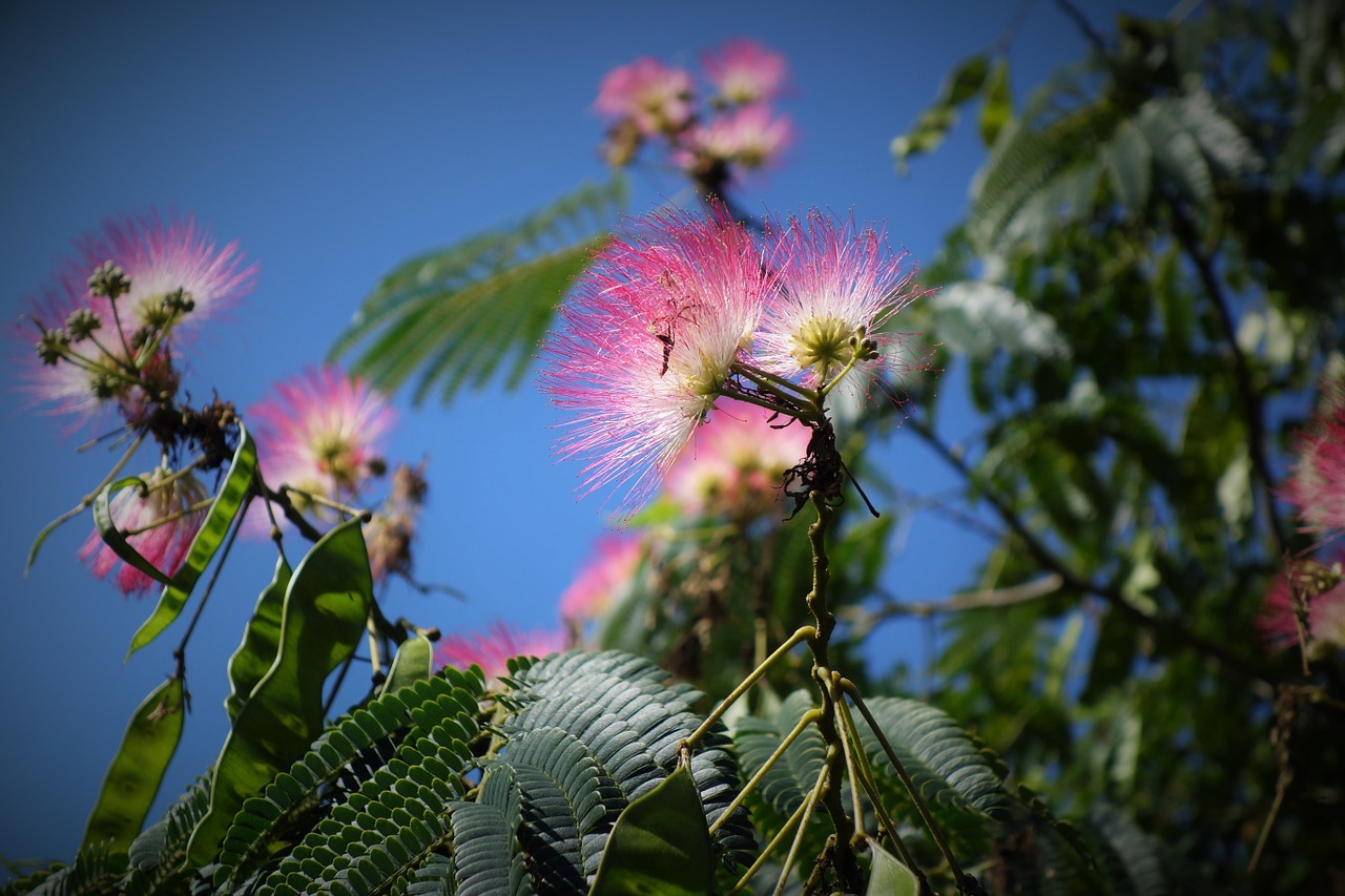 flower flowers summer flowers free photo