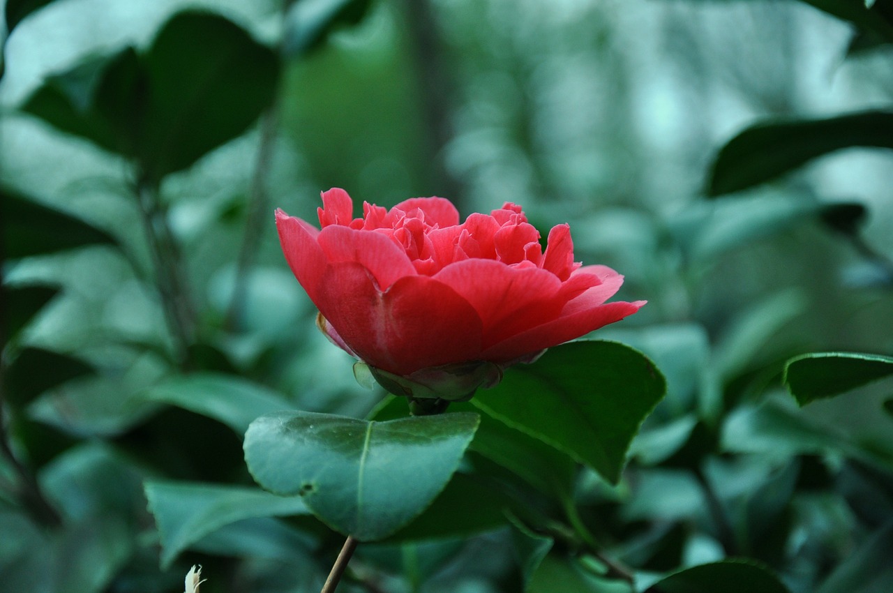 flower leaves floral free photo