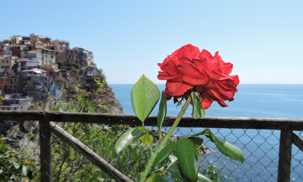 flower nature cinque terre free photo