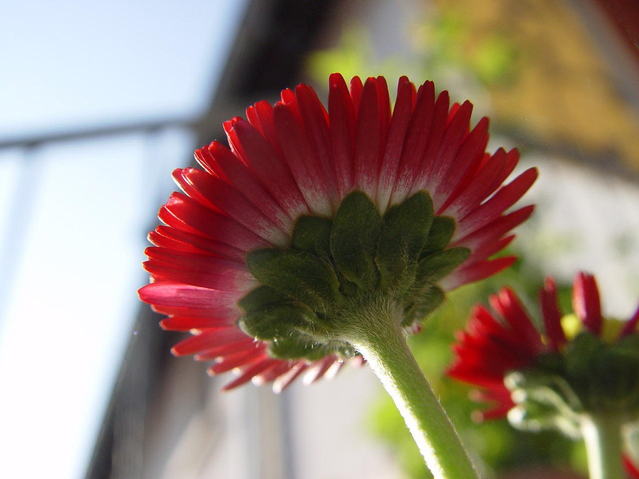 blossom bloom red free photo