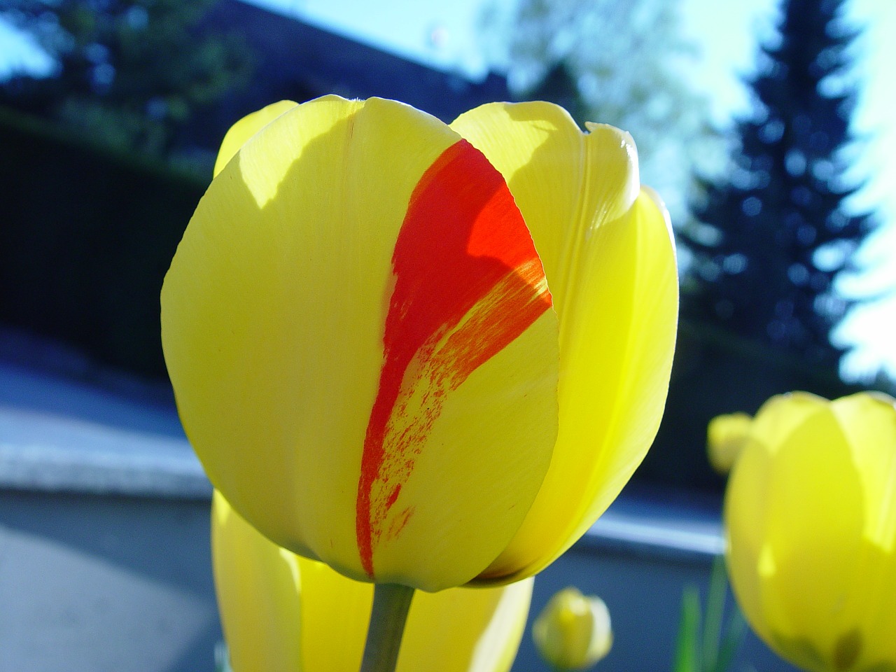 flower sun yellow free photo