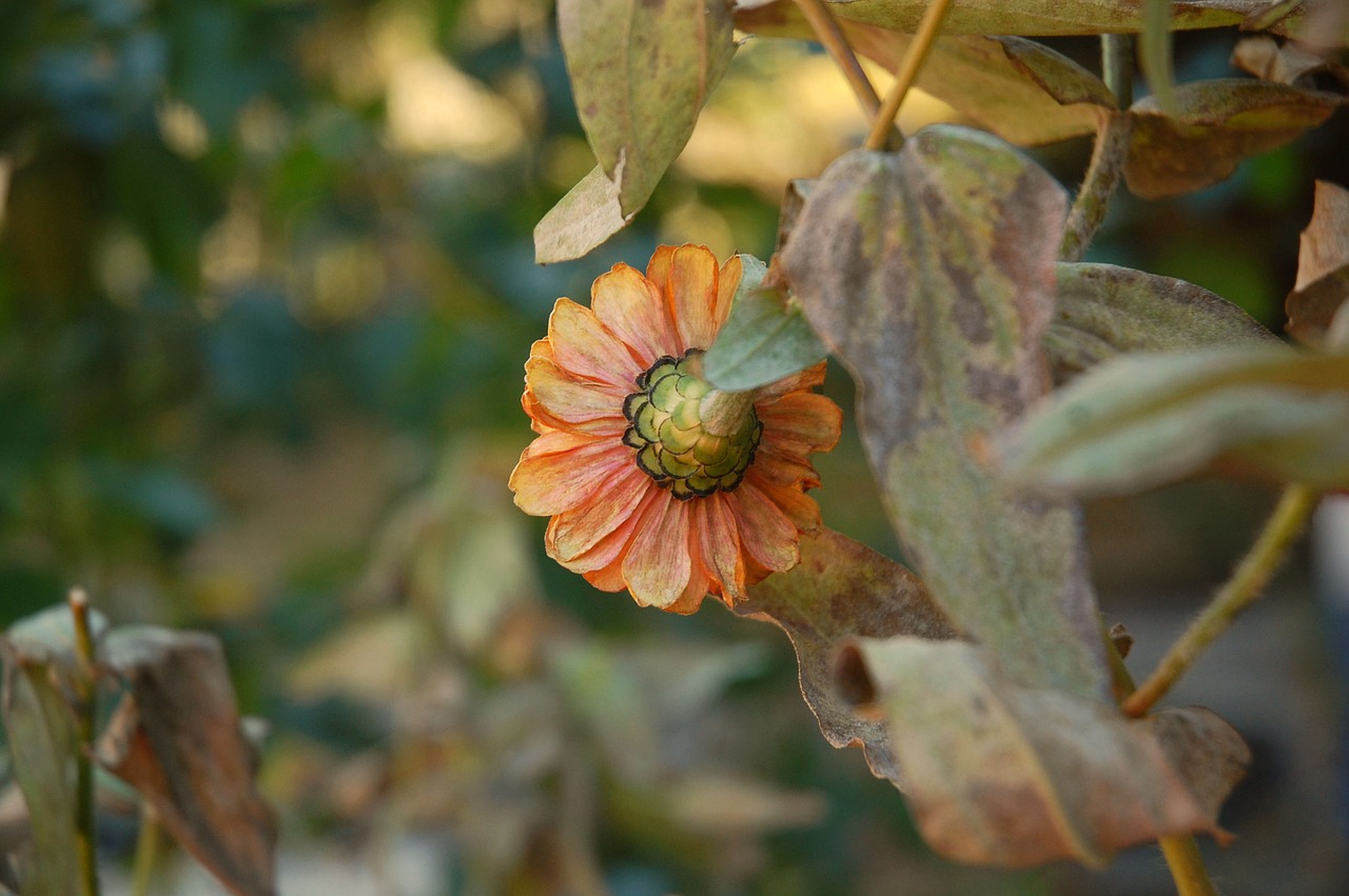 flower gardens nature free photo