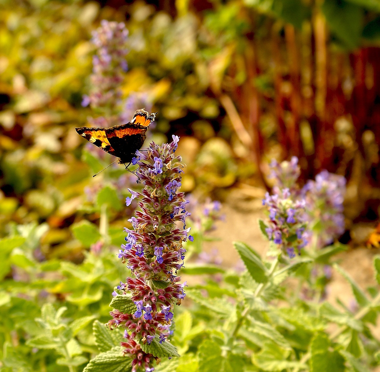 flower butterfly flora free photo