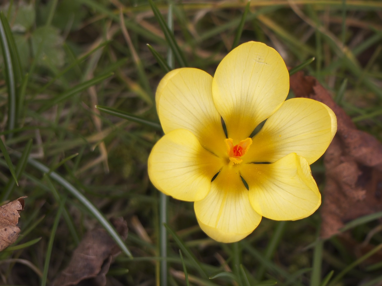 flower summer nature free photo