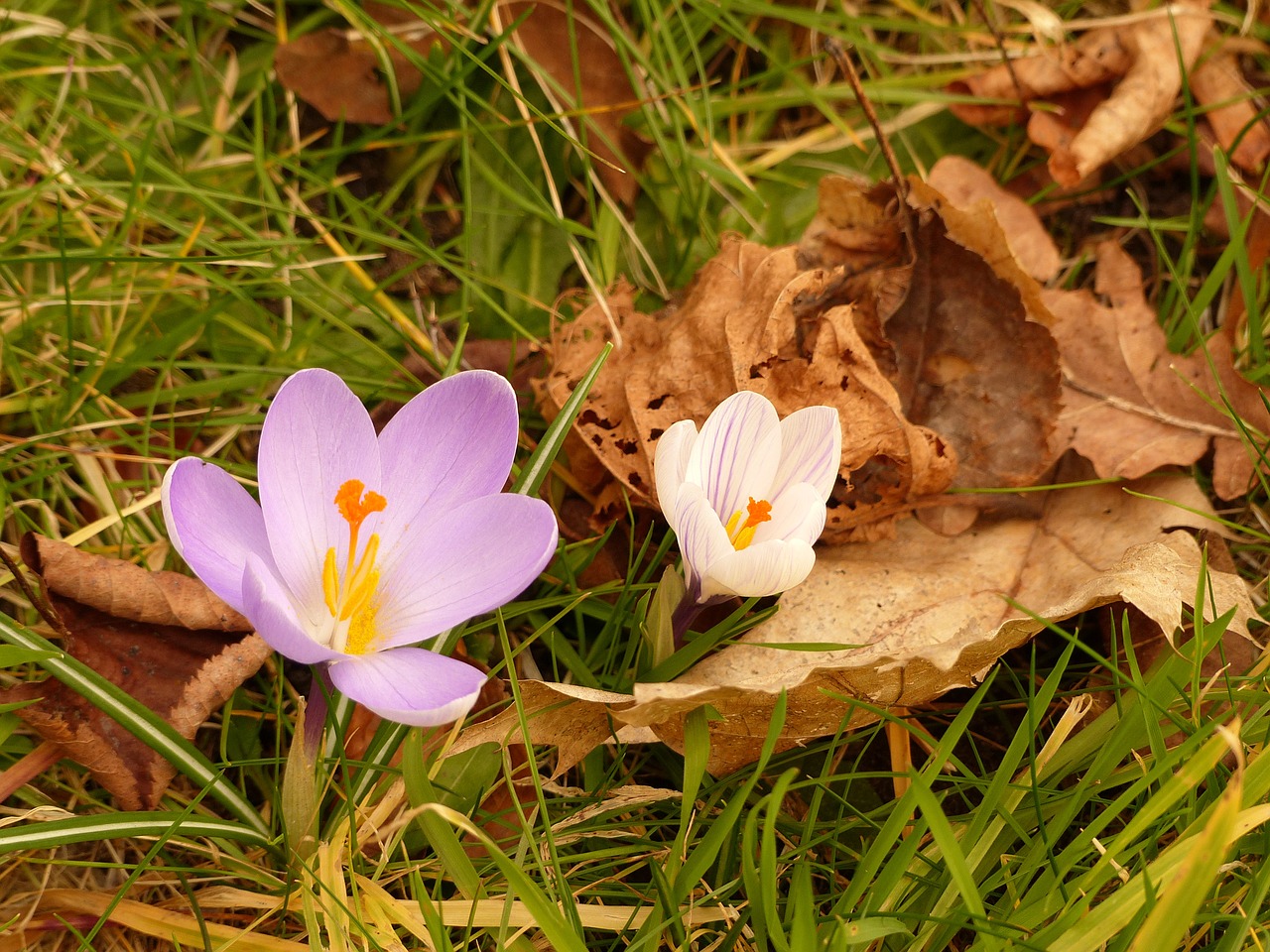 flower meadow snowdrop free photo