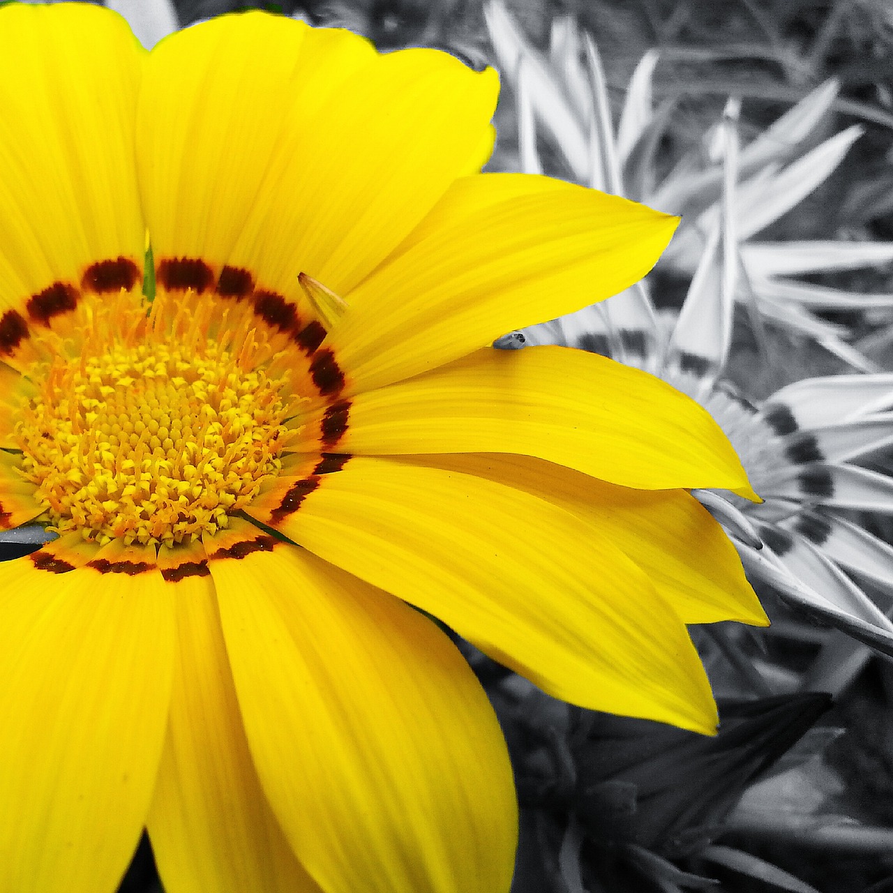 flower yellow daisy free photo