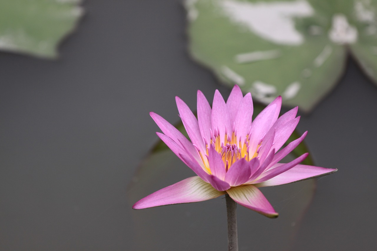 flower lotus lotus flower free photo