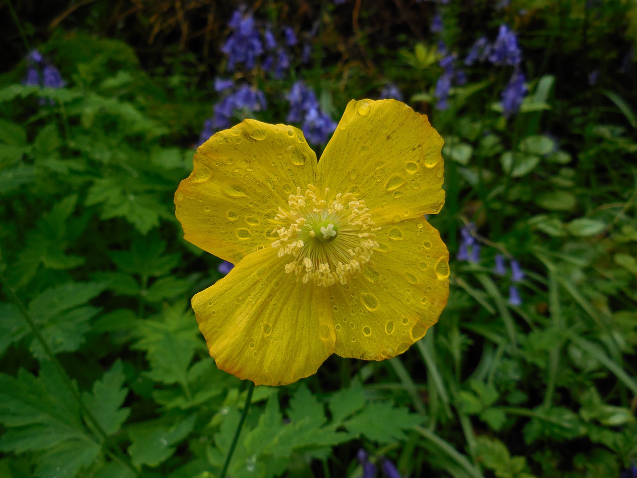 flower yellow raindrops free photo