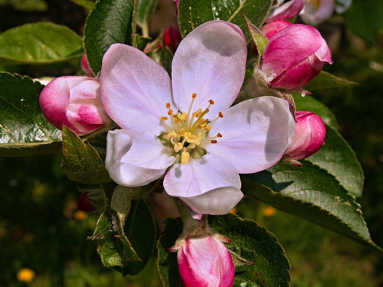 flower apple tree vernal free photo