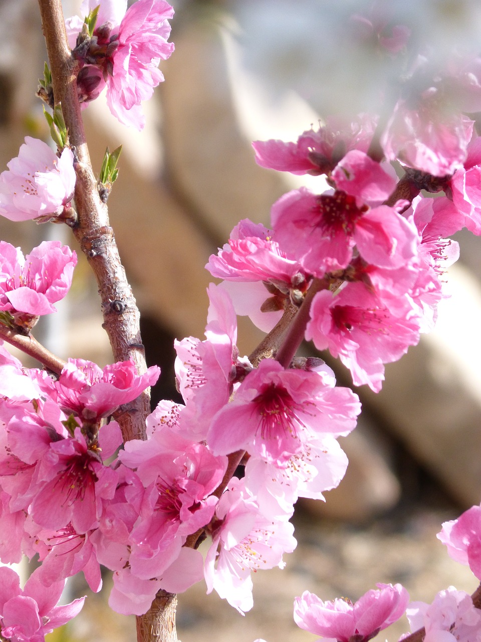 flower rosa almond tree free photo