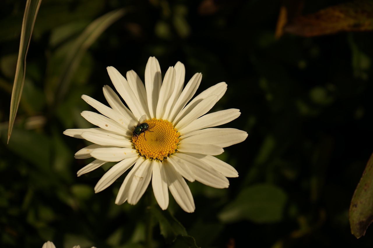 flower fly insect free photo