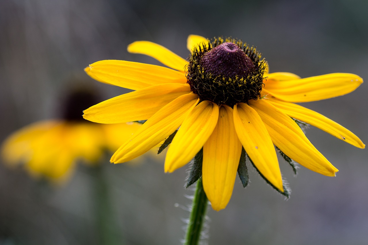 flower sun hat macro free photo