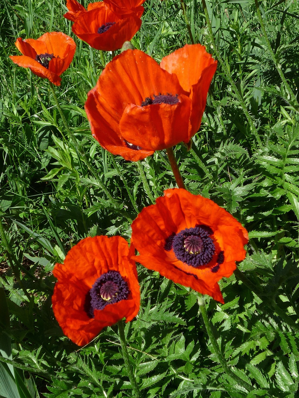 flower red poppy free photo