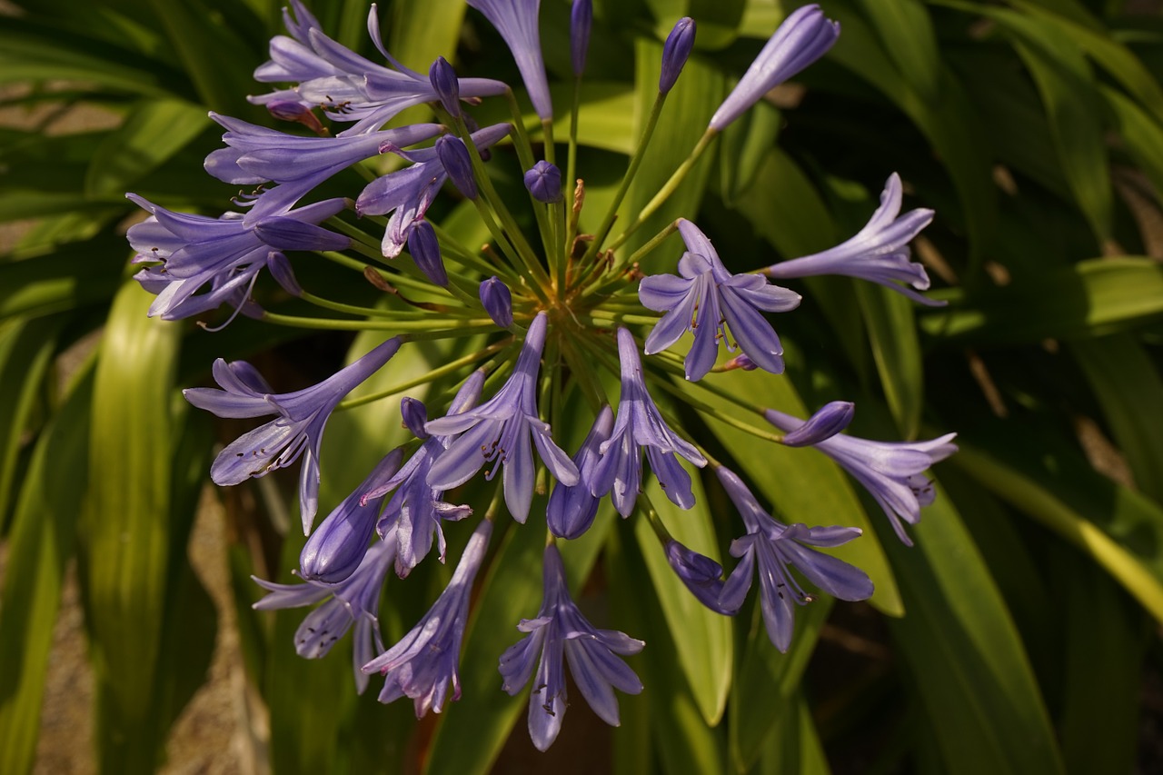 flower plant blossom free photo