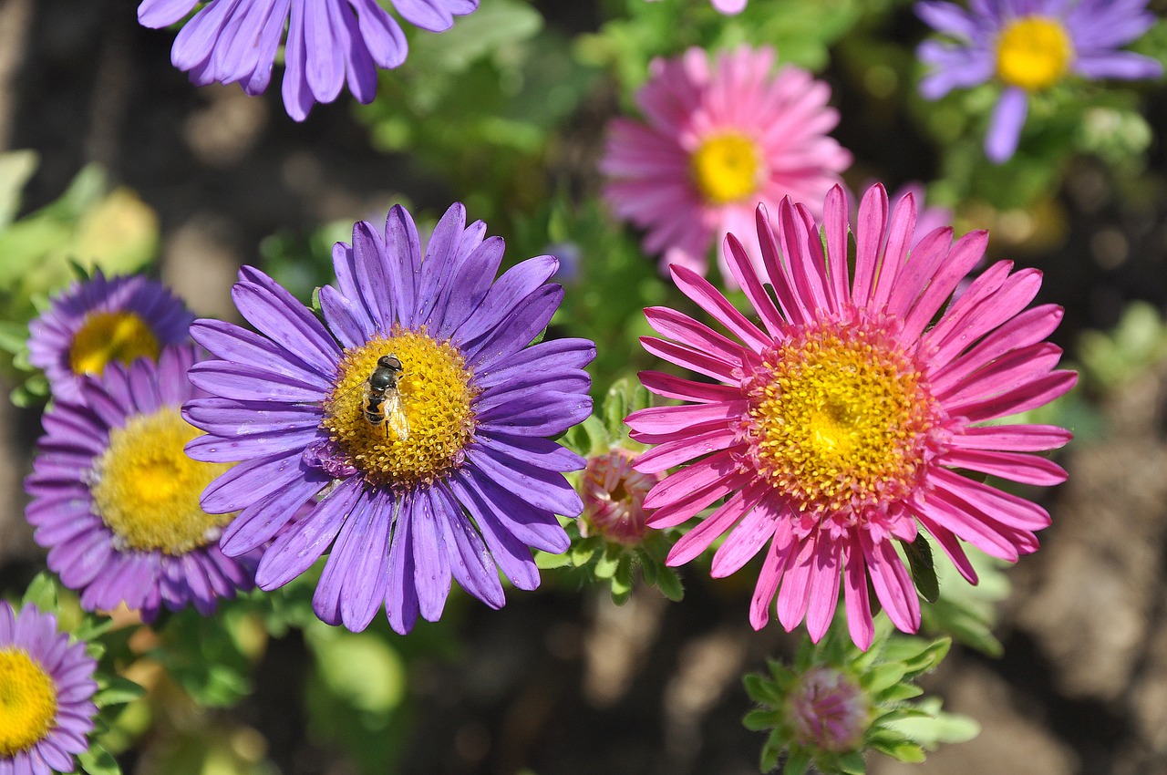 flower garden purple free photo