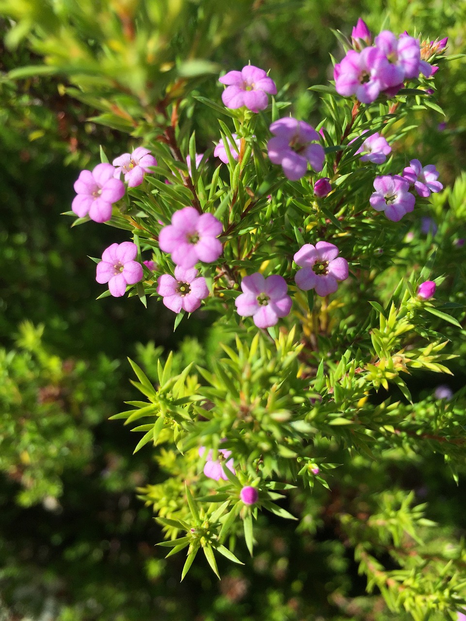 flower purple green free photo