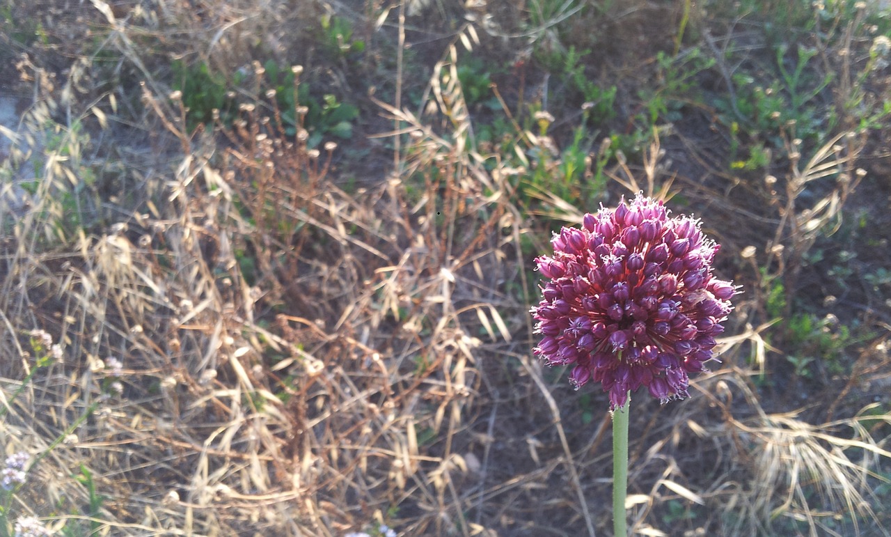 flower nature bloom free photo