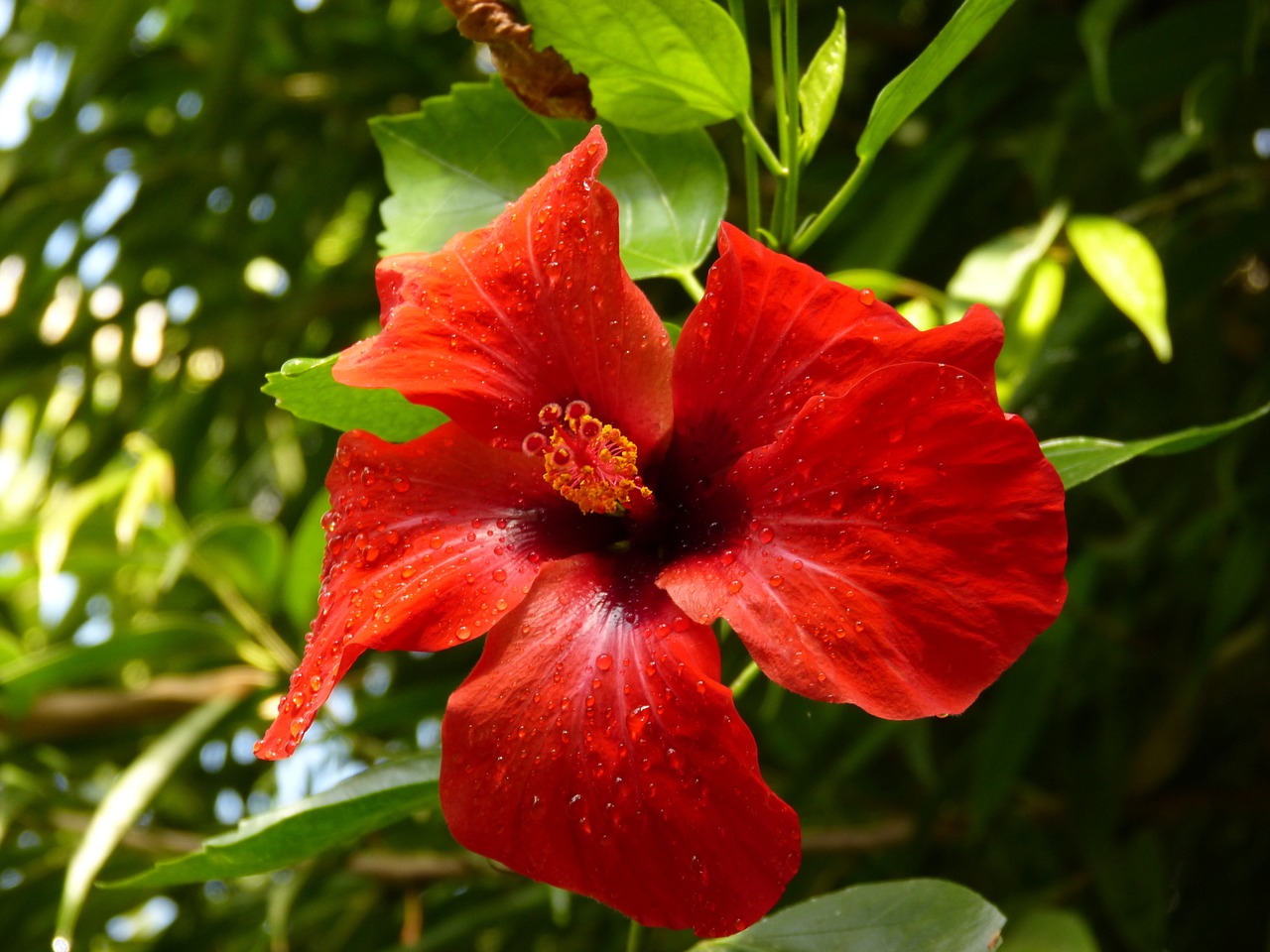 flower red hibiscus free photo