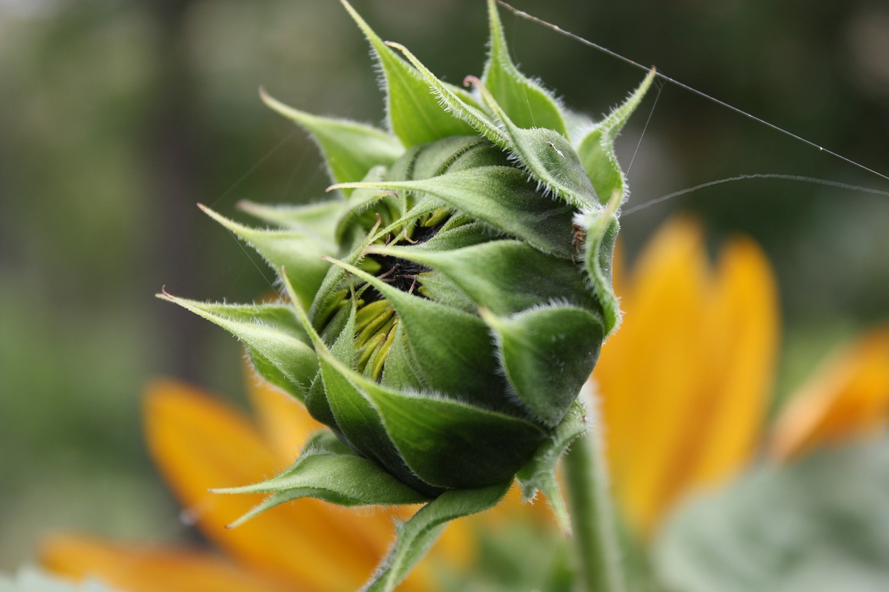 flower spider web plant free photo