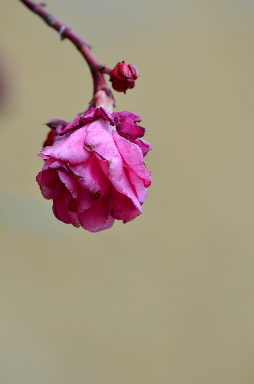 flower pink nature free photo