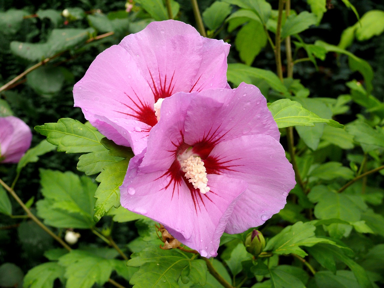 flower hibiscus pink free photo