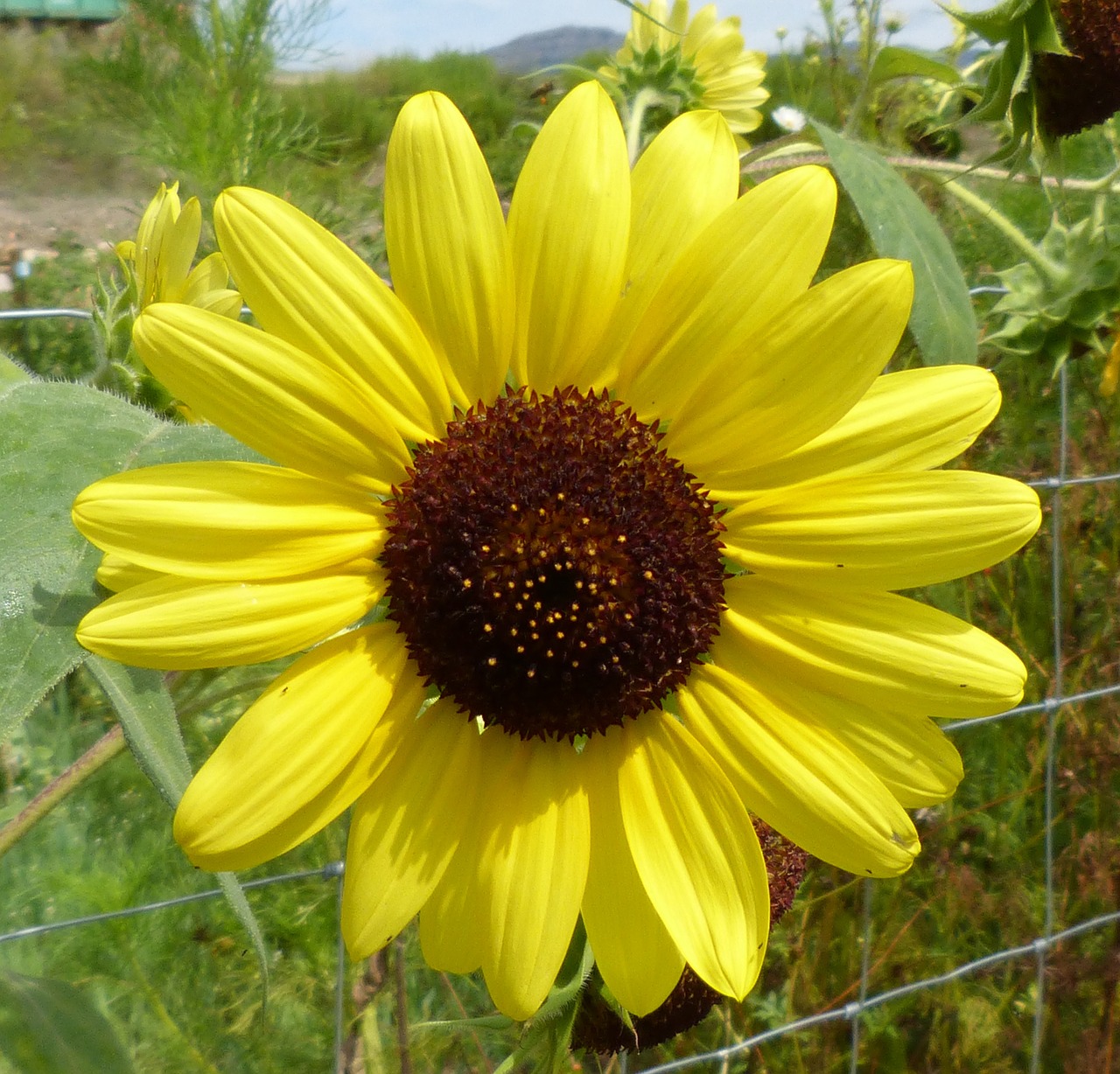 flower yellow sunflower free photo