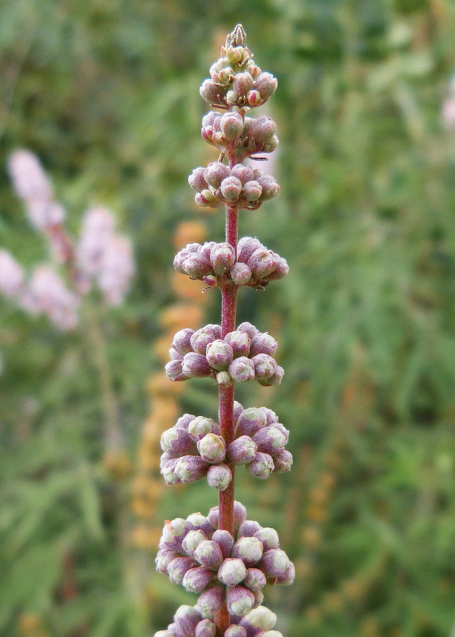 flower cocoons green free photo