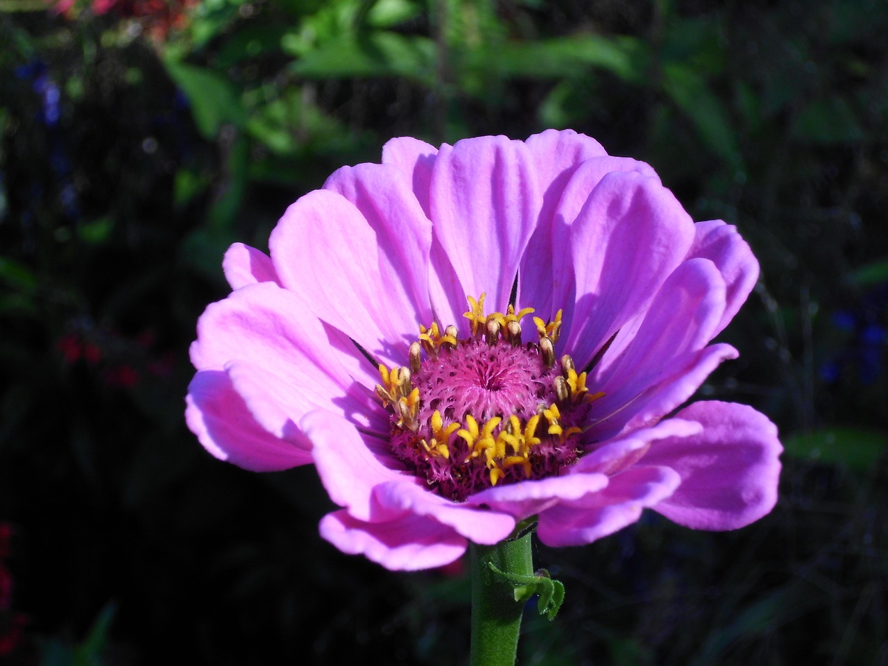 flower purple purple flower free photo