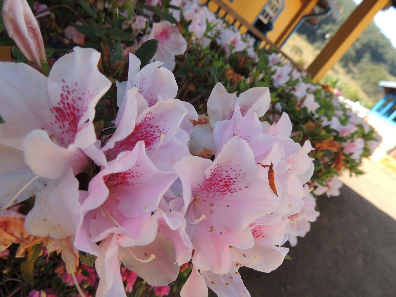 flower white flower spring free photo