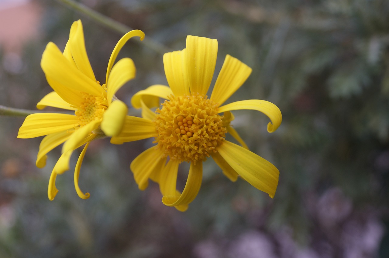 flower yellow yellow flower free photo