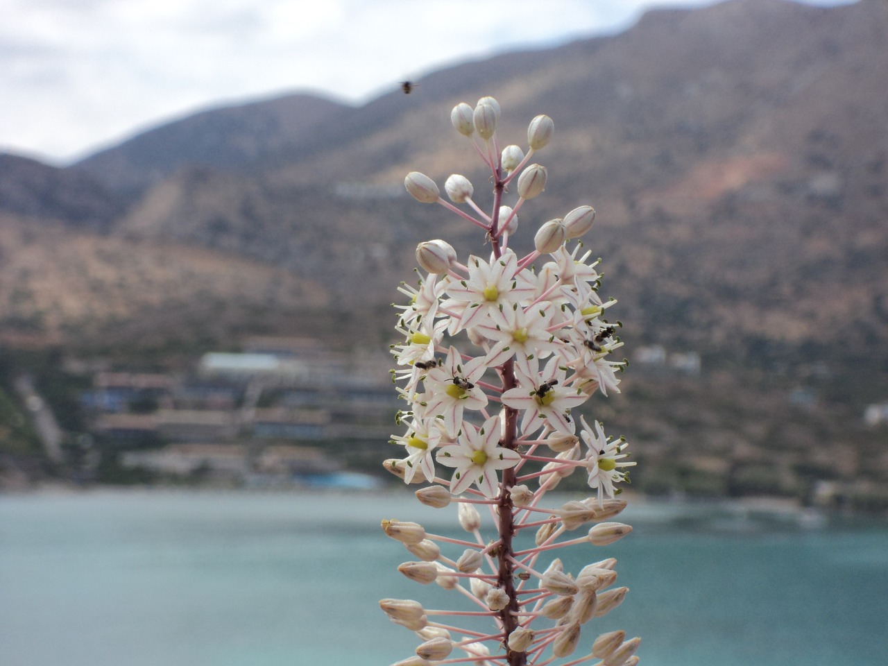 flower holiday summer free photo