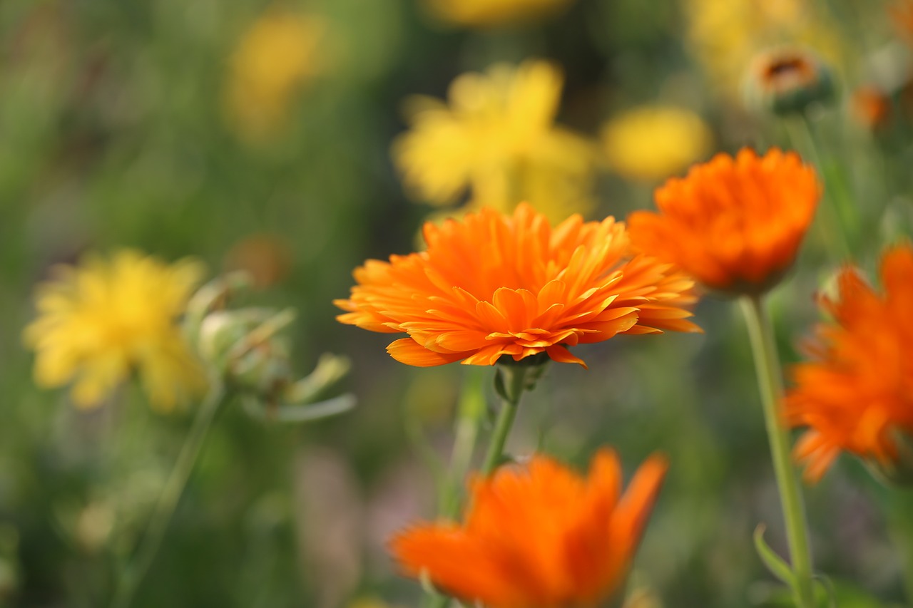 flower blossom bloom free photo