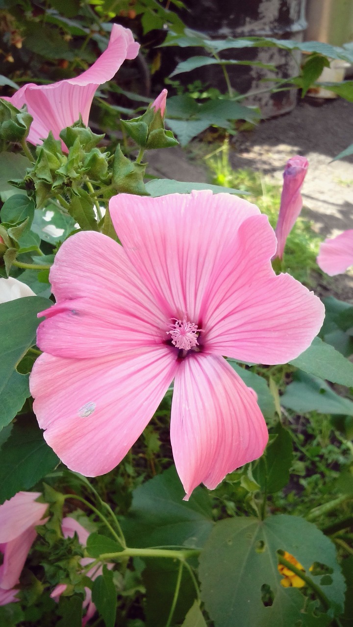 flower pink nature free photo