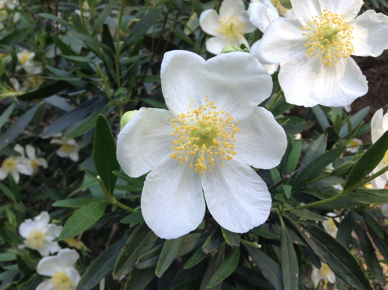 flower petals spring free photo