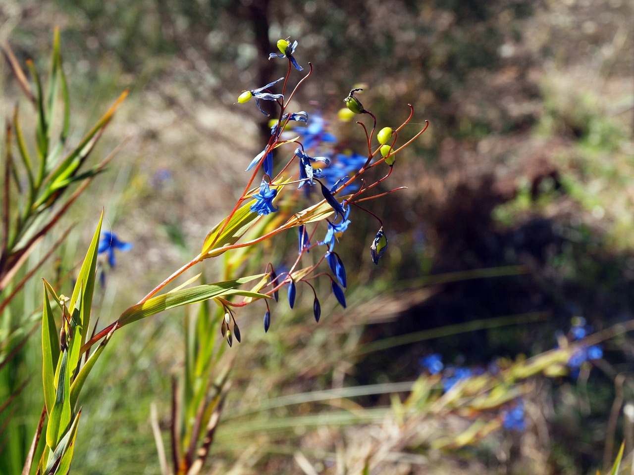 flower wildflower nature free photo