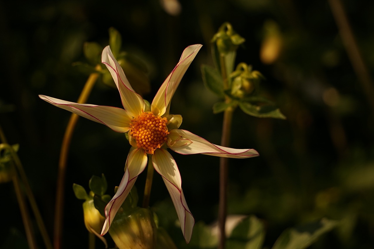 flower blossom bloom free photo