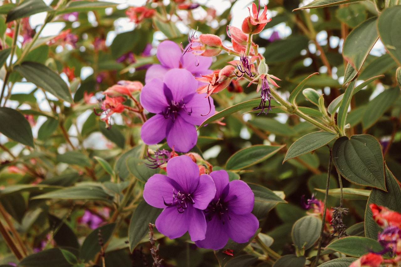 flower purple glory bush free photo