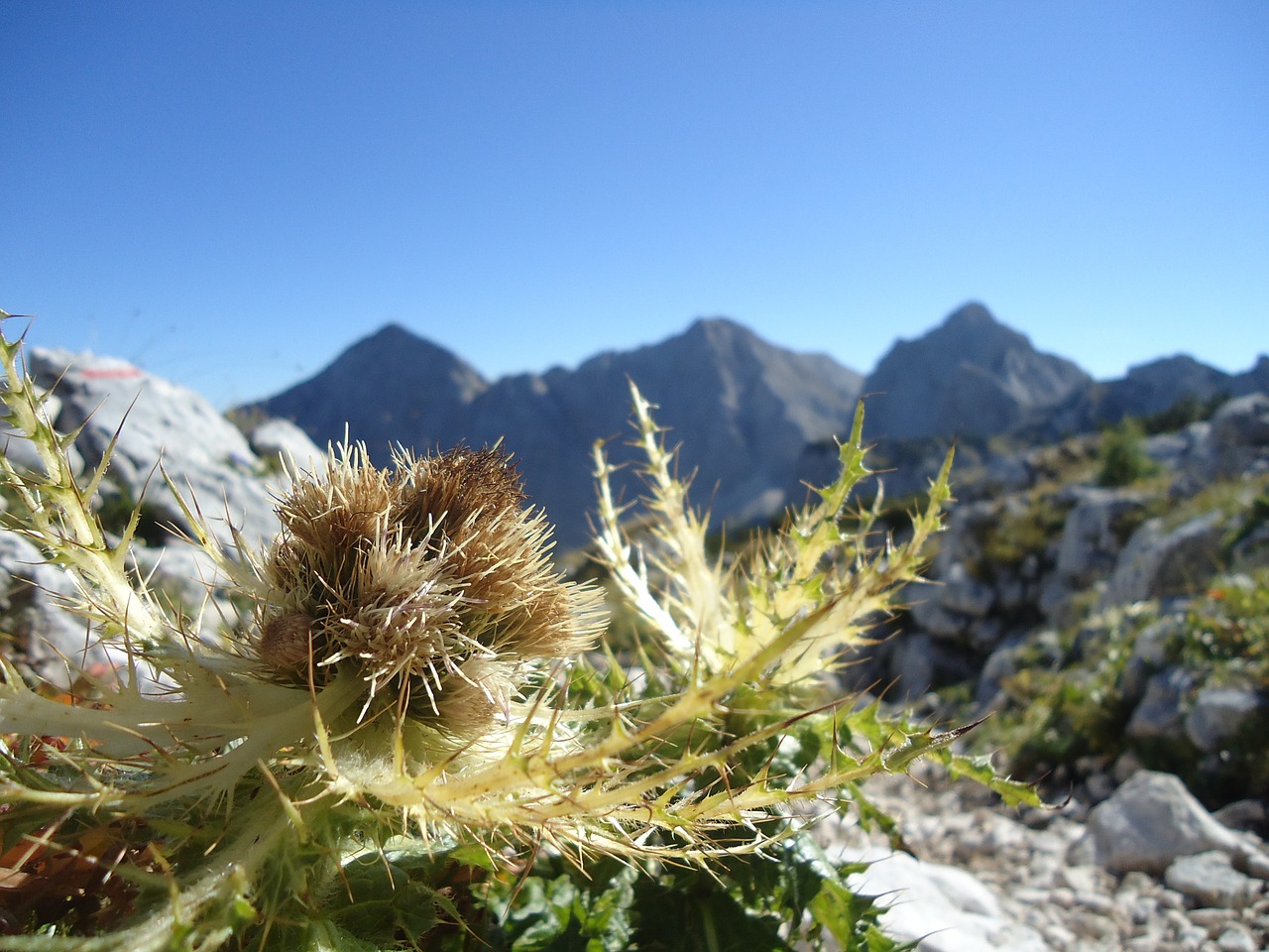 plant thorn spike free photo