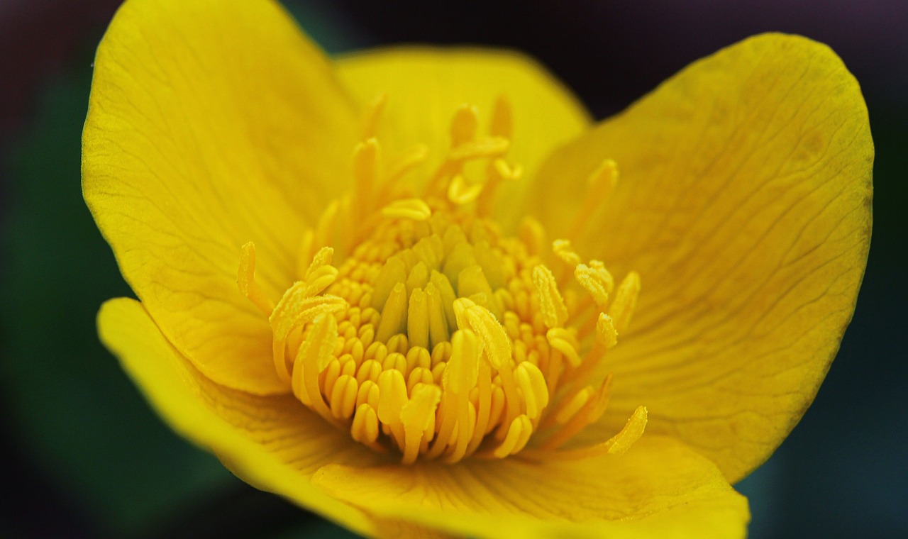 flower yellow blooms free photo